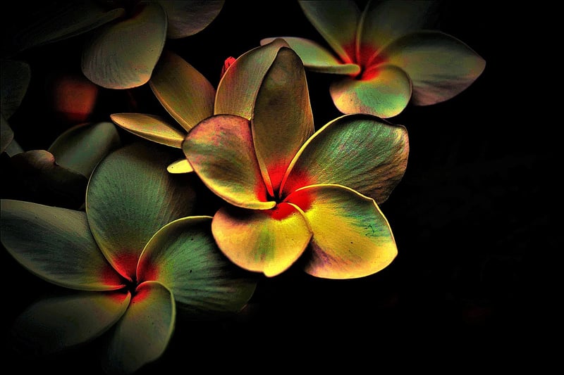 Harmony Image
